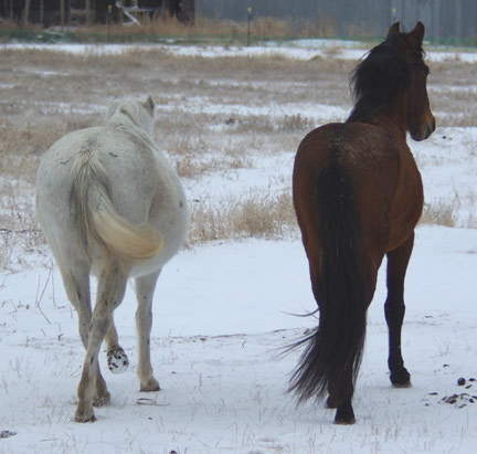 Pintura and Vikingo, a happy horse couple.
